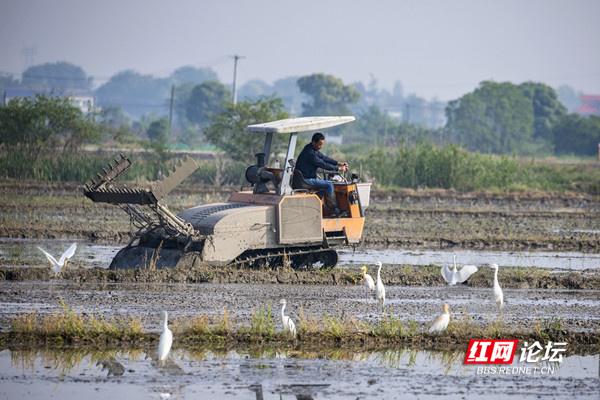 农业现代化助力乡村振兴！谷雨时节，田间处处机器轰鸣