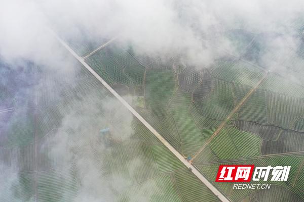 新田：谷雨润烟苗 晨雾“绘”乡景