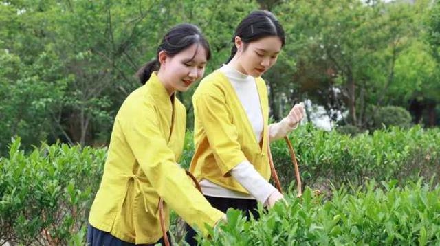 “谷雨”时节，这群大学生在“全民饮茶日”采茶制茶品茶