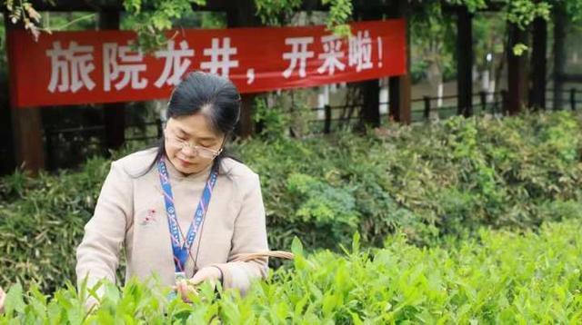 “谷雨”时节，这群大学生在“全民饮茶日”采茶制茶品茶