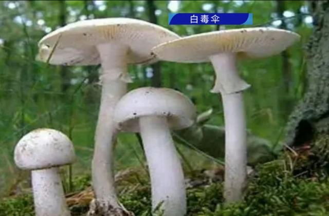 经常提醒还是有人中招，恩平市民要慎吃这种食物