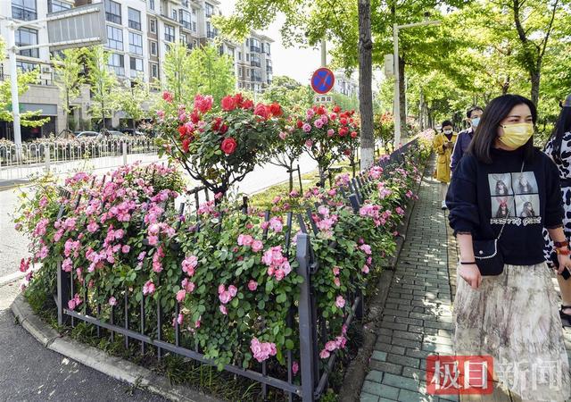 快去打卡！武汉这个公园躺在月季和蔷薇花海里