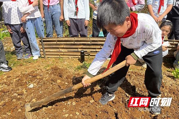 春耕进行时 芦淞区早禾坪学校开展蔬菜种植活动