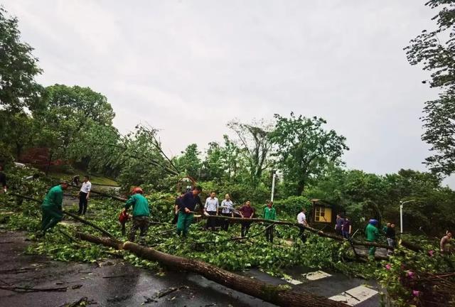 强风！暴雨！雷电！……面对突发灾害性天气，浙农林大人立即行动起来