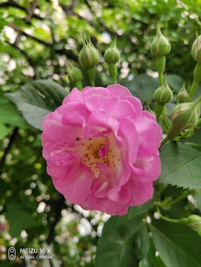 蔷薇花开正艳丽