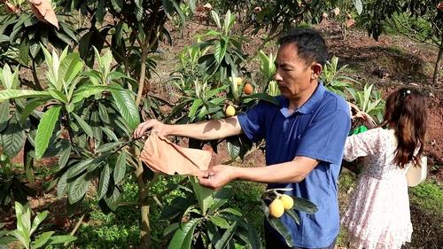 枇杷熟了，又大又甜！合江白沙镇邀你去摘枇杷