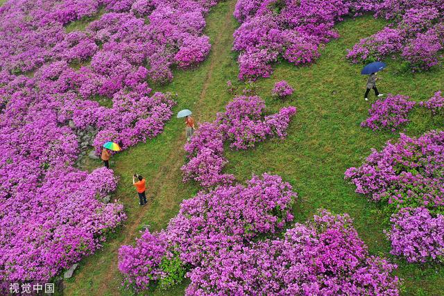 韩国和顺郡民众雨中赏花徜徉杜鹃花海