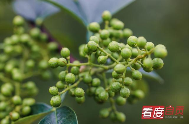 大安回龙：青花椒丰收在望 助力乡村振兴