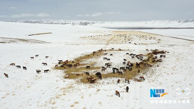 “飞阅”中国｜降雪降温 山丹马场为马群补饲