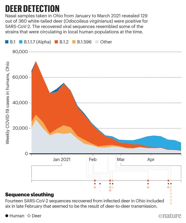 新冠在北美鹿群传播 意味着什么