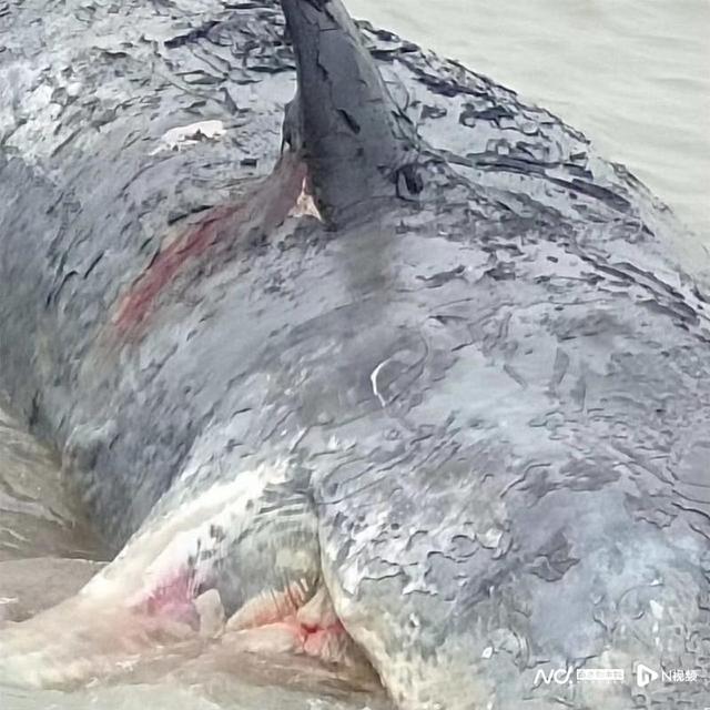 发现疑似搁浅抹香鲸尸体的台州渔民：有腥臭味，不知漂向何处