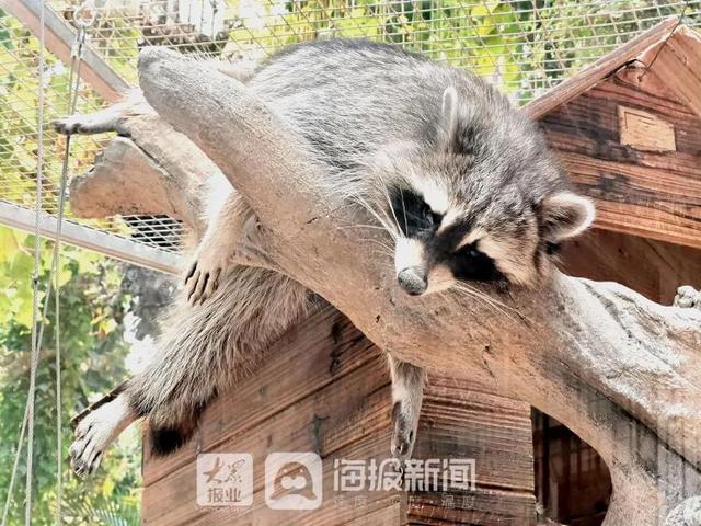 美人鱼回来度假了！假期首日，日照海洋公园热闹非凡