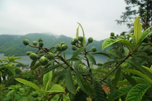 四季黄山 相约春天｜雨后轮渡惹人醉