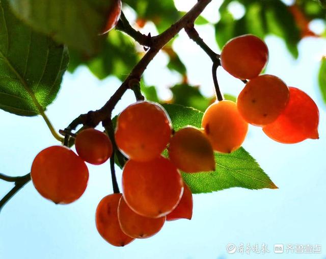 五一摄影“家”|樱桃红了，晶莹剔透