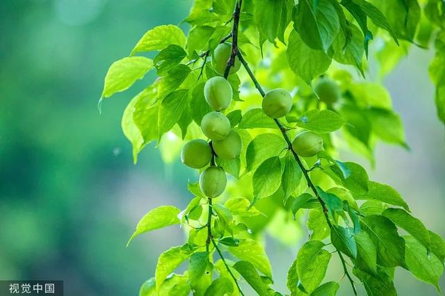 立夏热度排行榜