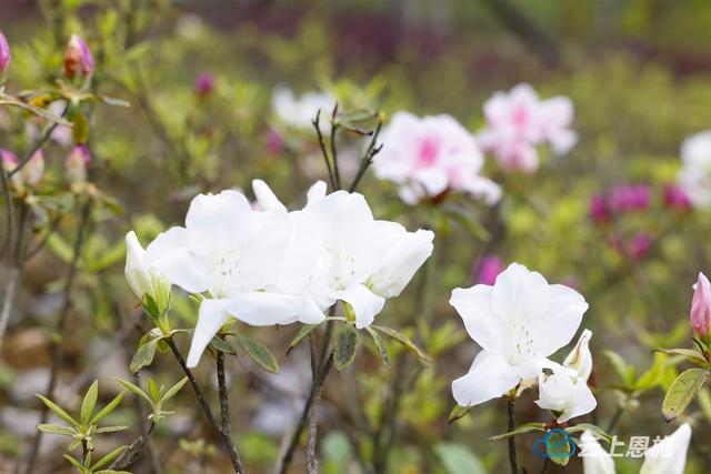 咸丰：唐杜鹃花迎夏绽放