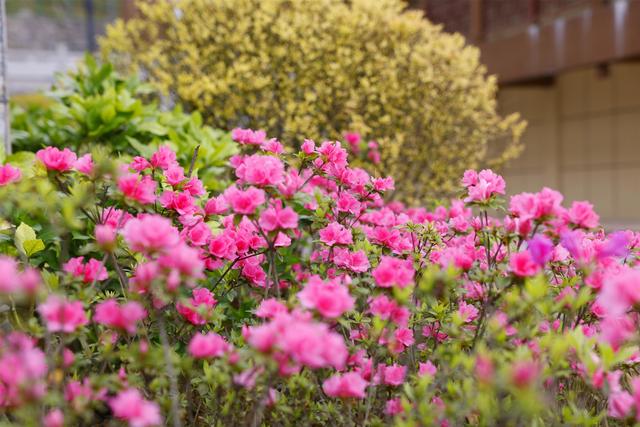 咸丰：唐杜鹃花迎夏绽放