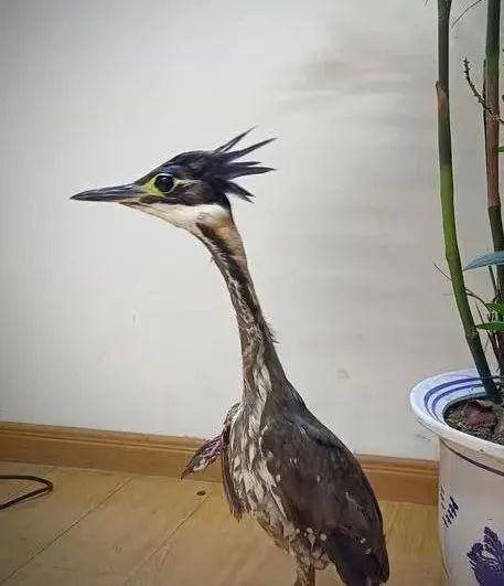 一只 世界上最神秘的鸟 在江西获救人「世界上最奇怪的鸟」