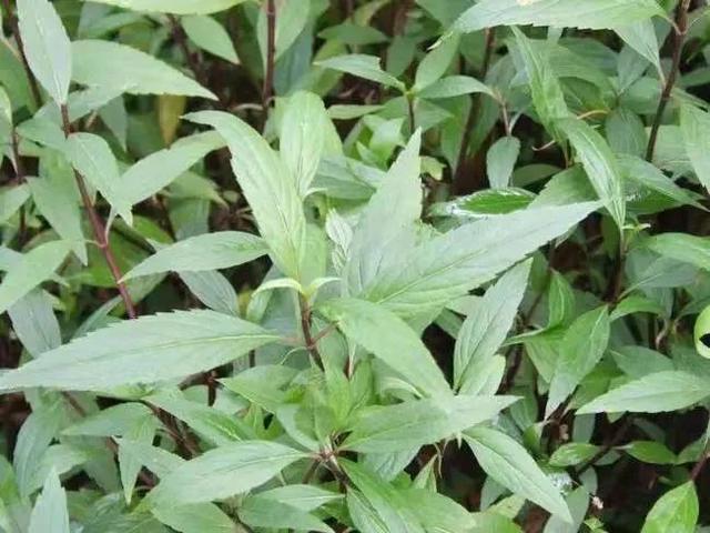 雨季来临，湿气来袭！来认识这六种芳香辟浊、化湿醒脾的常见本草