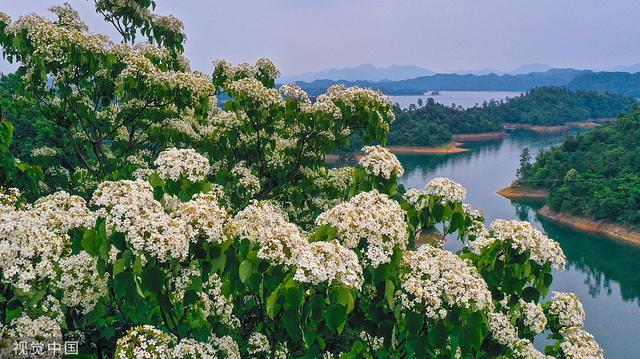 杭州：千岛湖畔桐花绽放 洁白如雪