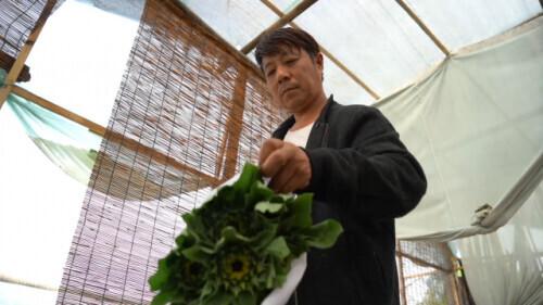 腿部残疾的魏根全,马长江把种植基地做得红红火火.来源:新华社