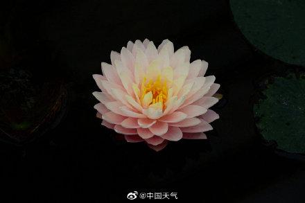 睡莲可以有多少种颜色 像油画里的睡莲