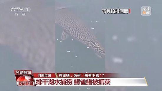 外来物种鱼雀鳝「往鱼塘里放鳄雀鳝犯法吗」