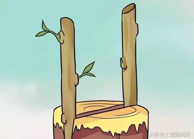 嫁接树苗的方法和技术，苗木嫁接与培育技术（果树最常用的5种嫁接方法！）