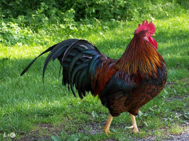 常见镇宅神兽，农村五大镇宅神兽