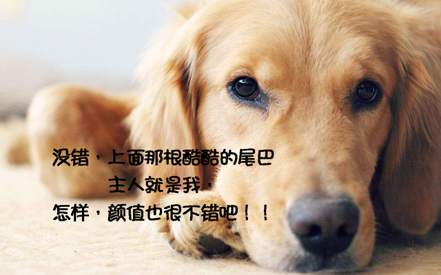 宝路妙鲜包怎么样，宝路联合官方旗舰店（狗狗性格好不好）