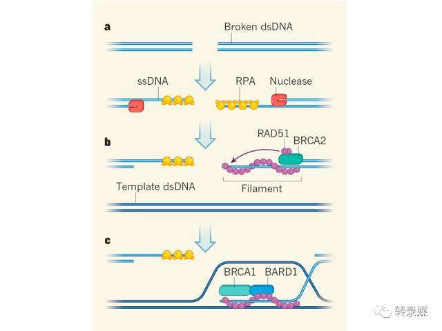 dsdna和ssdna是什么意思，cdna是什么（如何把断了的DNA……接起来）