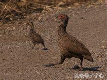 鹧鸪是保护动物吗，鸪鸪鸟是保护动物么（关于鹧鸪的知识）
