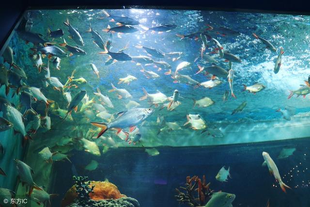 梦见别人被狗咬，梦到别人被狗咬什么意思（解梦者之--动物篇）