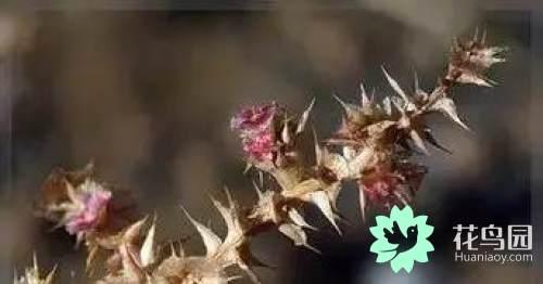 阳雀花怎么晒干，阳雀花泡水的功效（原来也有如此之多啊）