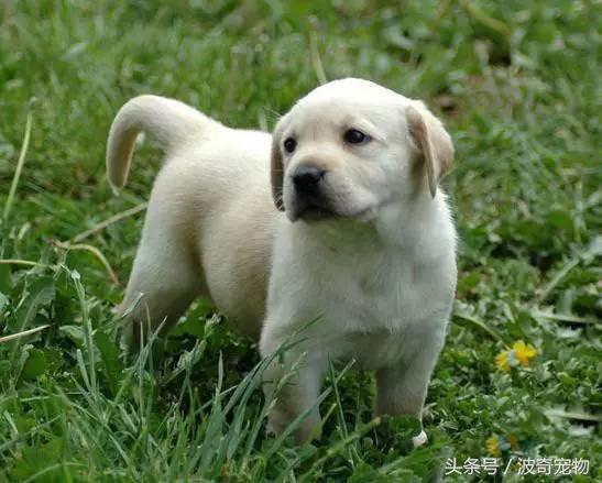 中国10大名狗，名犬狗狗排名榜（带你走进狗狗的世界）