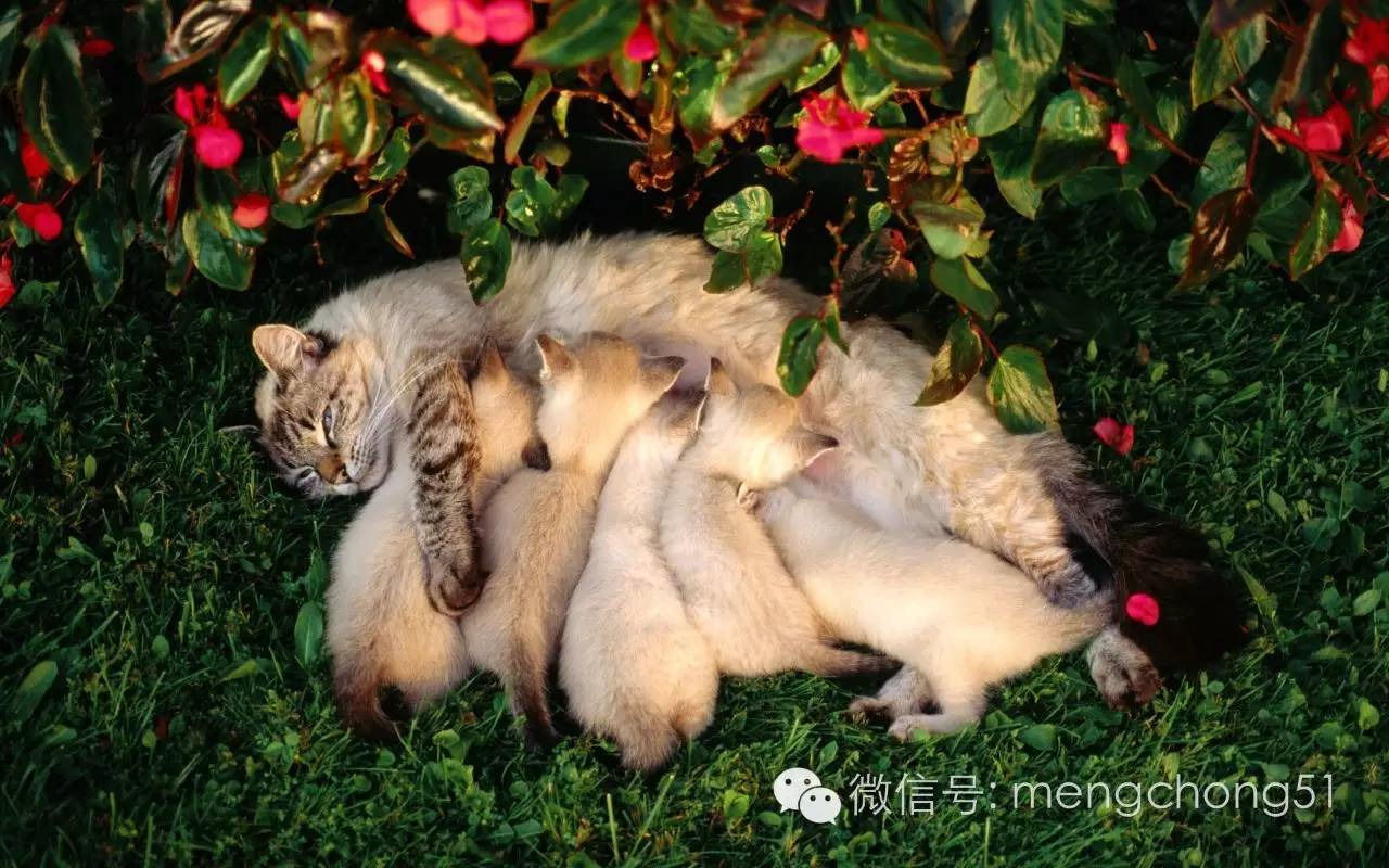 猫咪感染了猫瘟怎么办？如何治疗和预防？