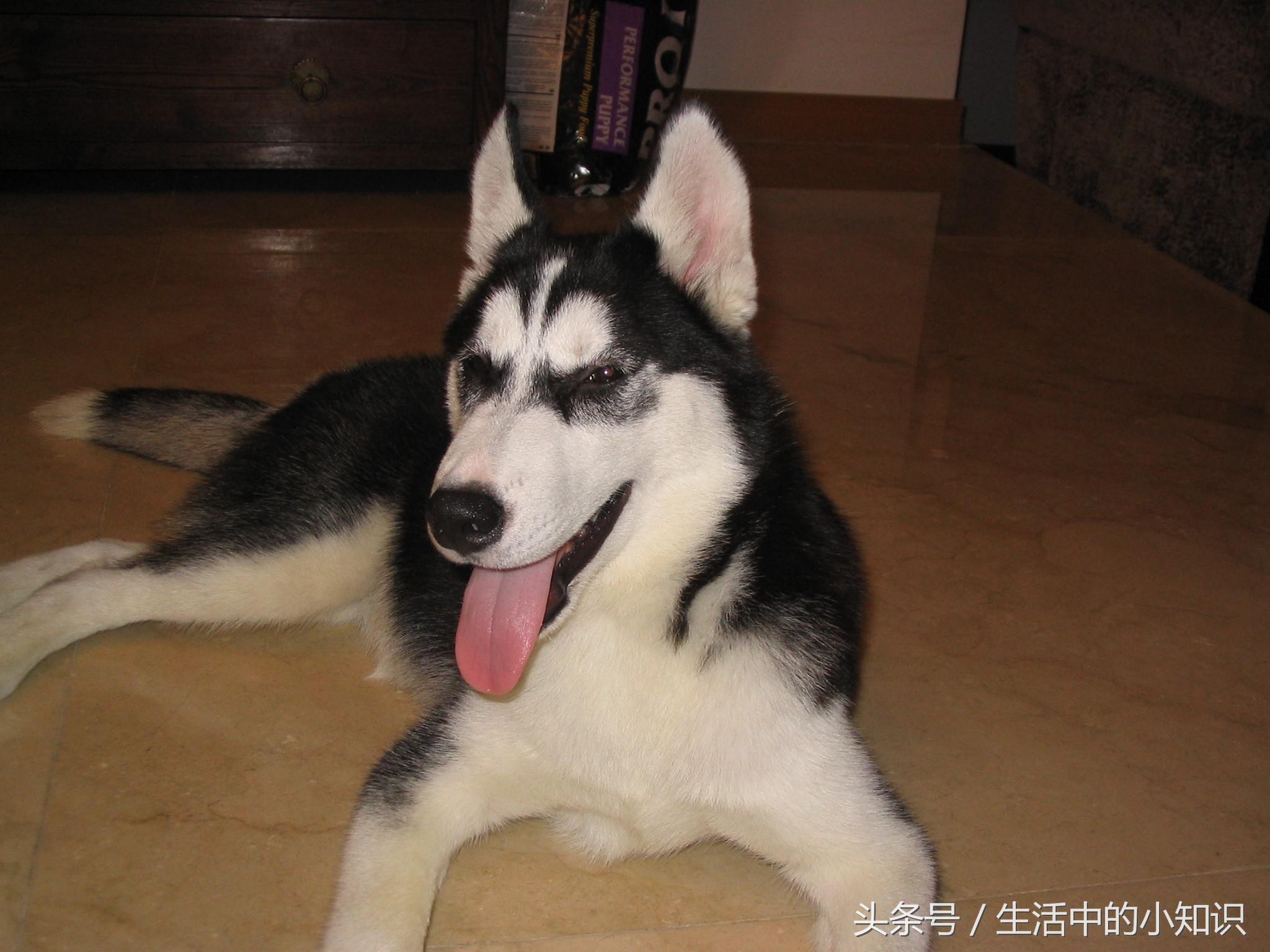 纯种哈士奇多少钱一只十大智商最高的狗排名