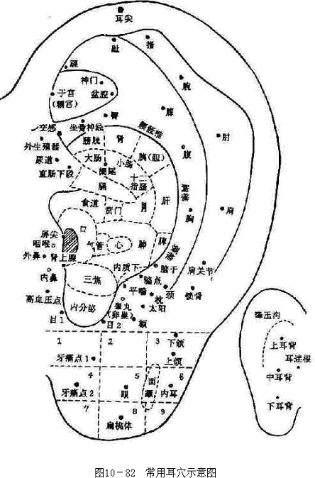 大耳朵有福？医学上有根据：一般耳朵大而肥厚者，身体健壮