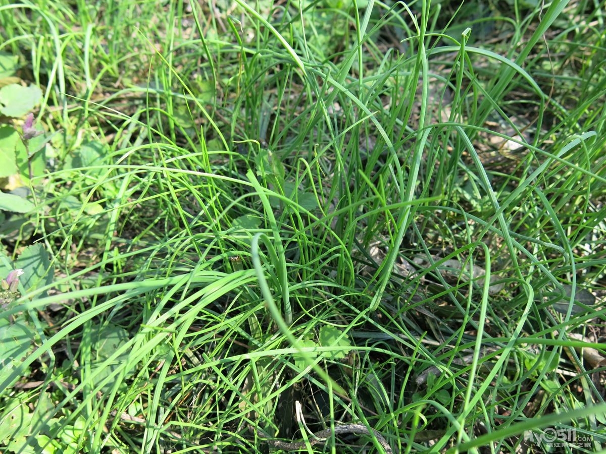 野蒜养生功效竟强过大葱,很多人都不知道吃它!