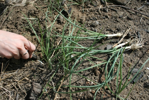 野小蒜的功效与作用(野小蒜的功效与作用点)-我的快乐小窝
