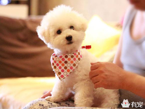 比熊犬的造型有哪些