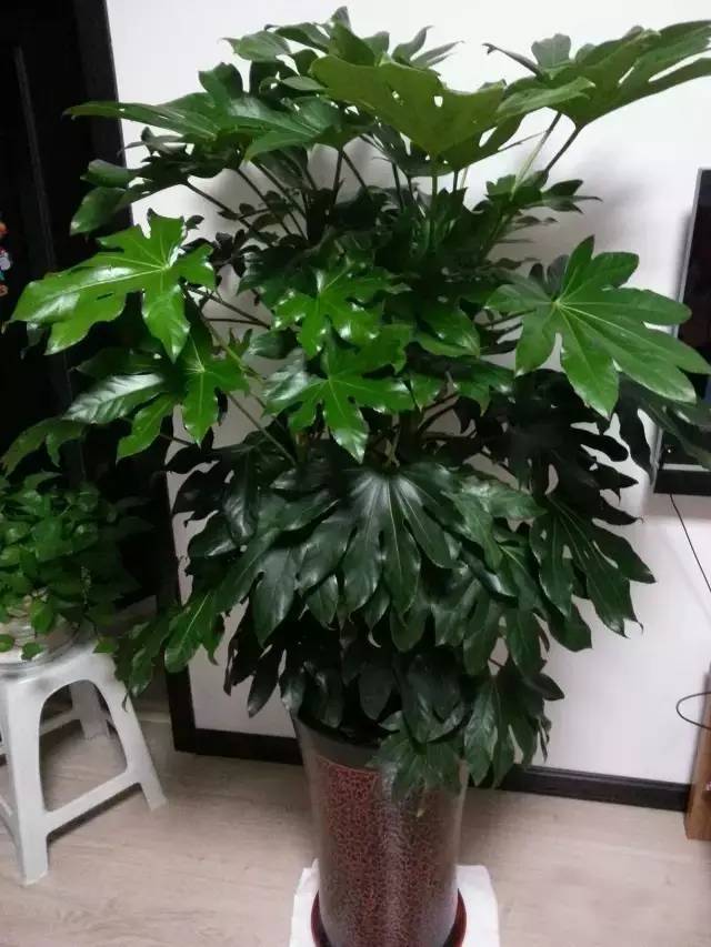 心叶藤的花语和价值,心叶藤的摆放禁忌_达一风水网