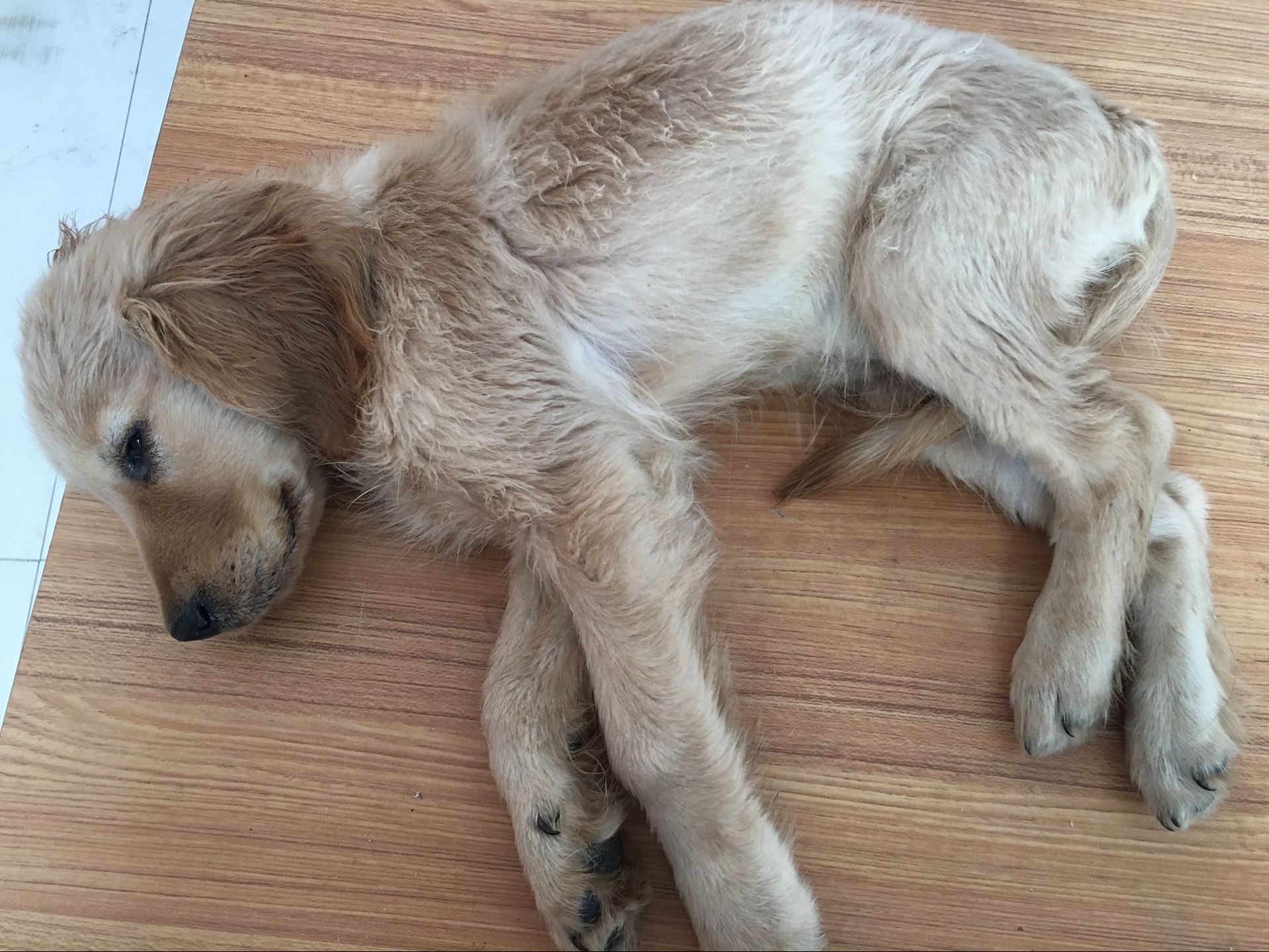 犬瘟热后期(教你如何给犬瘟热晚期不吃不喝狗狗灌食(自治第十七天))