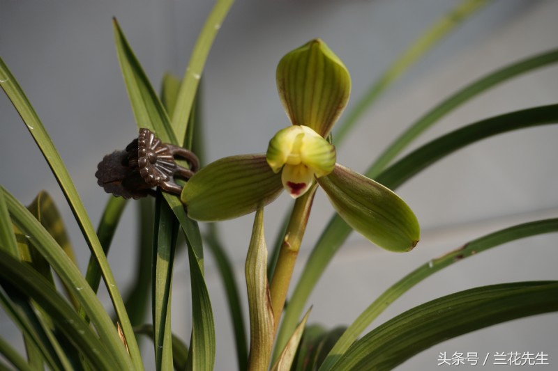 苗方草的價格與作用看完這13個蘭花品種