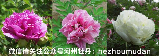 跳舞草為什么會跳舞,跳舞草為什么會跳舞的原因