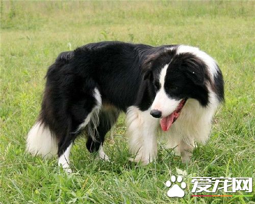 如何訓(xùn)練邊境牧羊犬,如何訓(xùn)練邊境牧羊犬視頻
