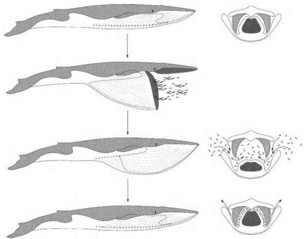 这些动物吃饭也漏嘴?要的就是这种效果