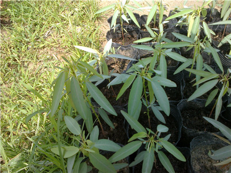 跳舞草為什么會跳舞,跳舞草為什么會跳舞的原因