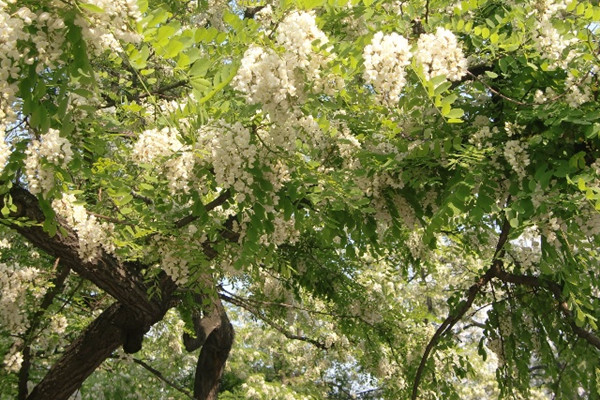 槐花的寓意和象征（槐花的花语和文明涵义）