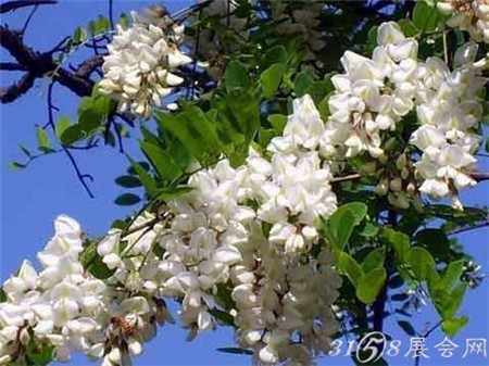 槐花的寓意和象征（槐花的花语和文明涵义）